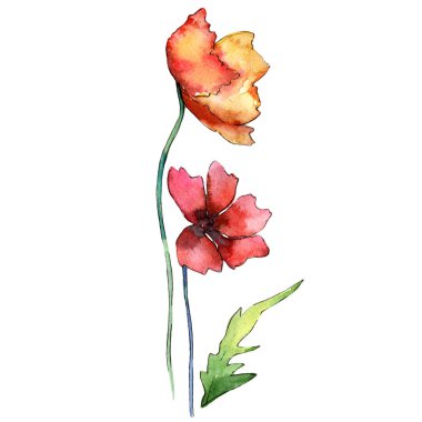 Kır çiçeği haşhaş çiçek izole bir suluboya tarzında.