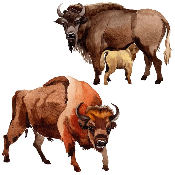 Exotic bison wild animal in a watercolor style isolated. — Stock Photo, Image