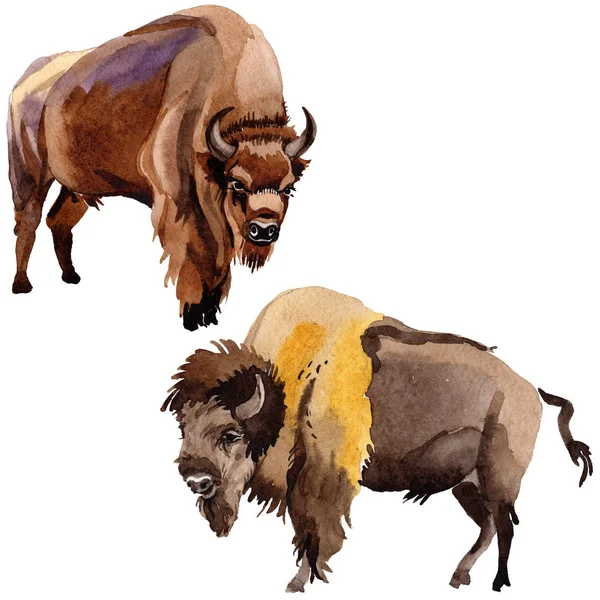 Bisonte exótico animal selvagem em um estilo aquarela isolado . — Fotografia de Stock