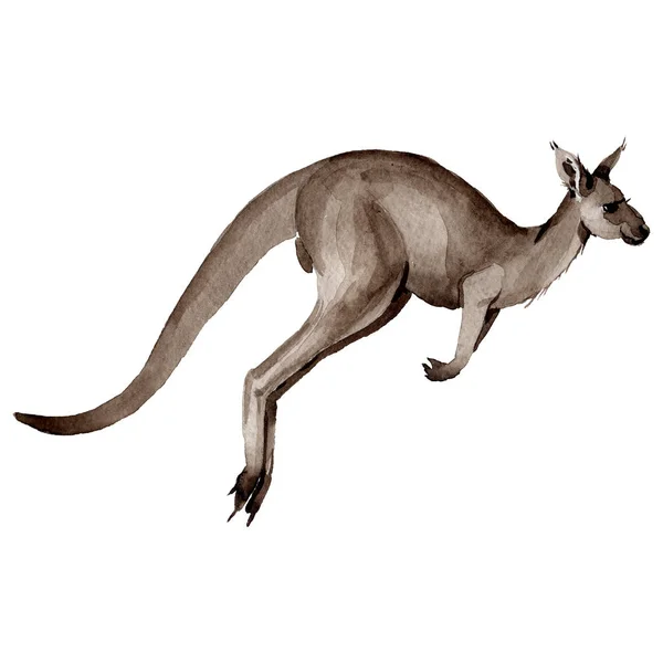 Dzikie zwierzę egzotyczne kangur w stylu przypominającym akwarele na białym tle. — Zdjęcie stockowe