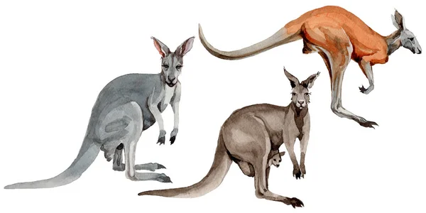 Egzotikus kenguru vadon élő állatok akvarell stílusú elszigetelt. — Stock Fotó