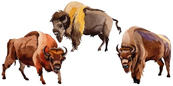 Bisonte exótico animal selvagem em um estilo aquarela isolado . — Fotografia de Stock