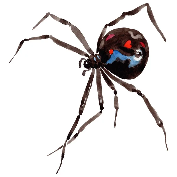 Egzotikus pók vadon élő rovarok elszigetelt akvarell stílusú. — Stock Fotó