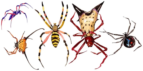 Exotiska spindel vilda insekt i akvarell stil isolerade. — Stockfoto