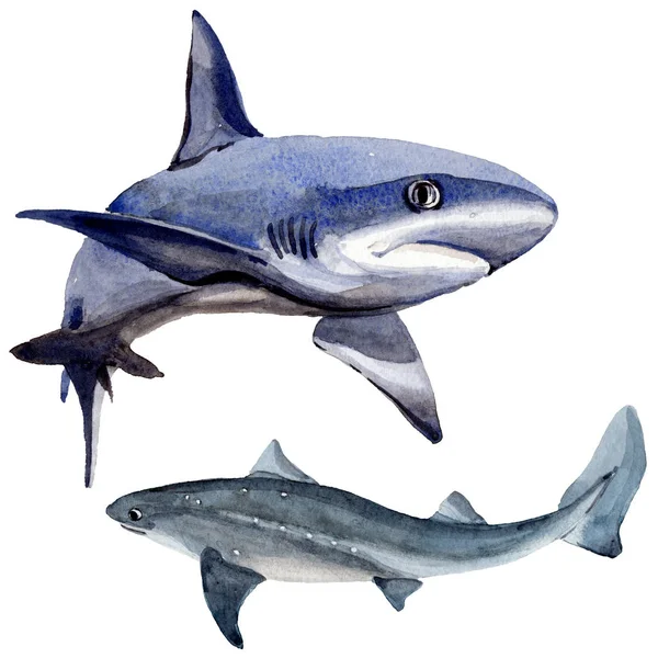 Shark wild fish in a watercolor style isolated.