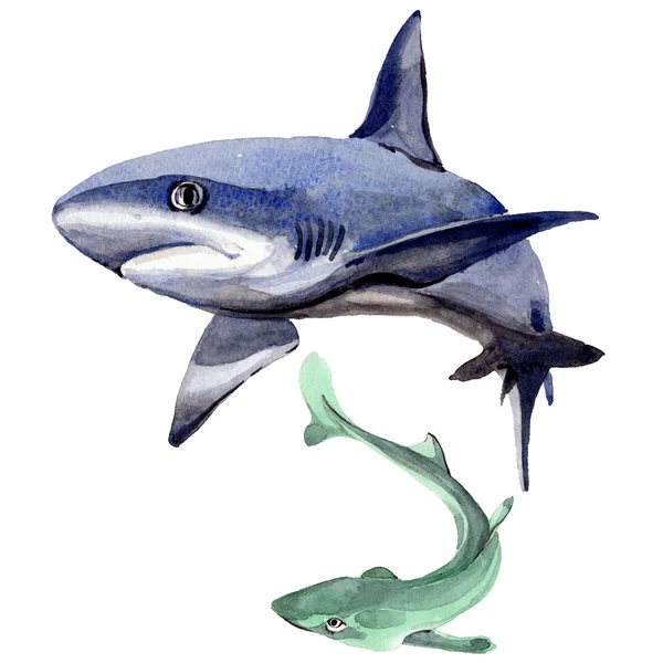 Shark wild fish in a watercolor style isolated.
