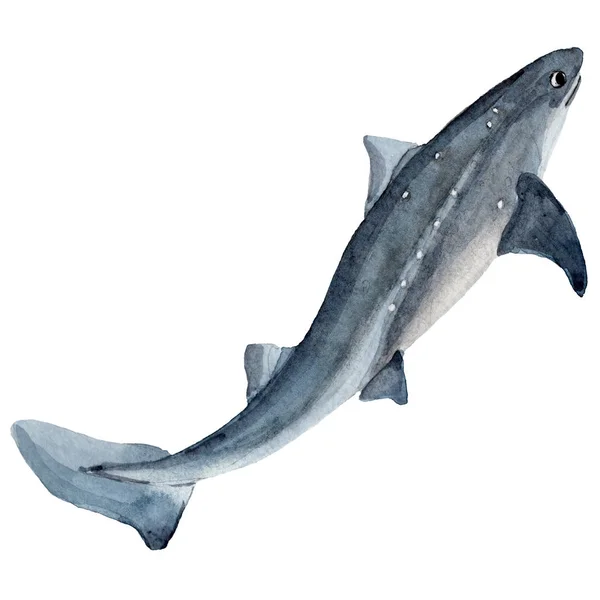 Ikan liar hiu dalam gaya cat air terisolasi . — Stok Foto