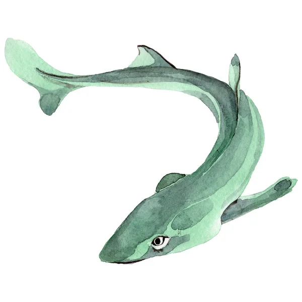 Tubarão peixe selvagem em um estilo aquarela isolado . — Fotografia de Stock