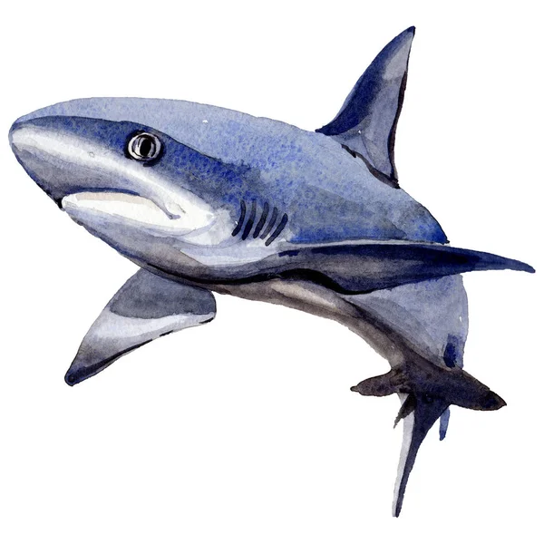Ikan liar hiu dalam gaya cat air terisolasi . — Stok Foto