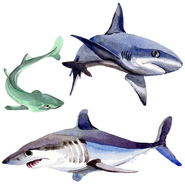 Köpekbalığı vahşi balık izole bir suluboya tarzında.