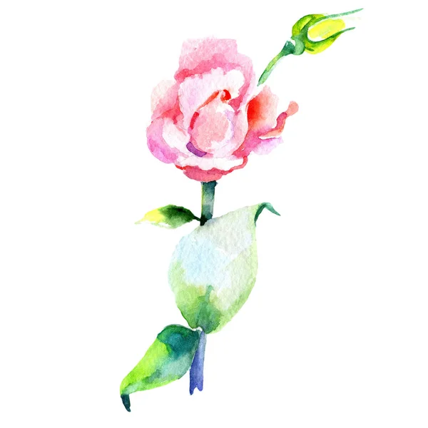 Wildflower eustoma bloem in een aquarel stijl geïsoleerd. — Stockfoto