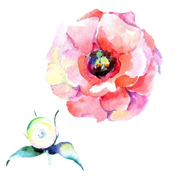Wildflower eustoma bloem in een aquarel stijl geïsoleerd. — Stockfoto