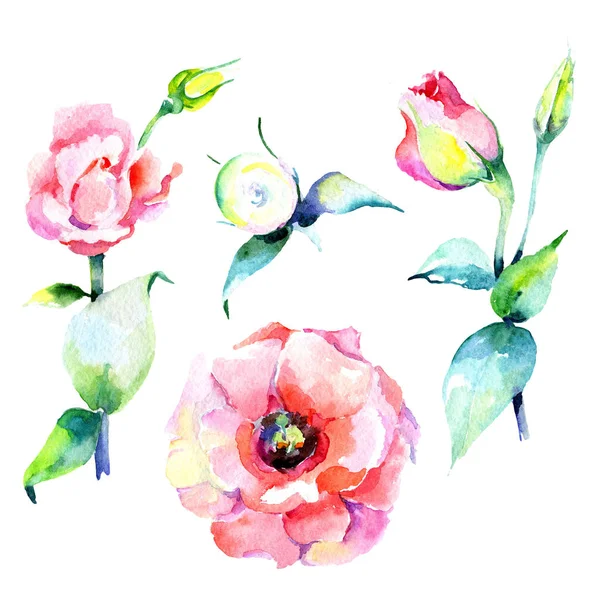 Kır çiçeği eustoma çiçek izole bir suluboya tarzında.