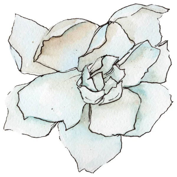 Wildflower gardenia flower in a watercolor style isolated. — Stock Photo, Image