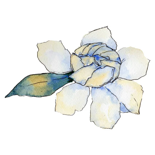 Flor de gardênia de flores silvestres em um estilo aquarela isolado . — Fotografia de Stock