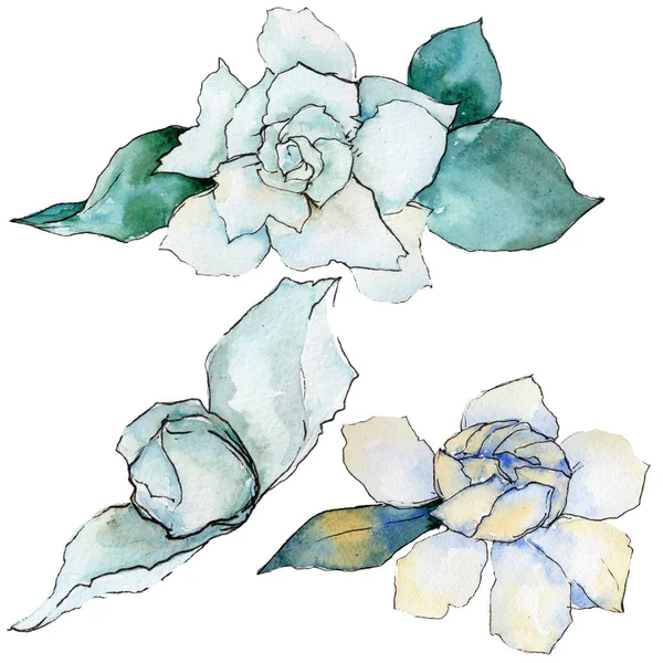 Wildflower gardenia flower in a watercolor style isolated. — Stock Photo, Image