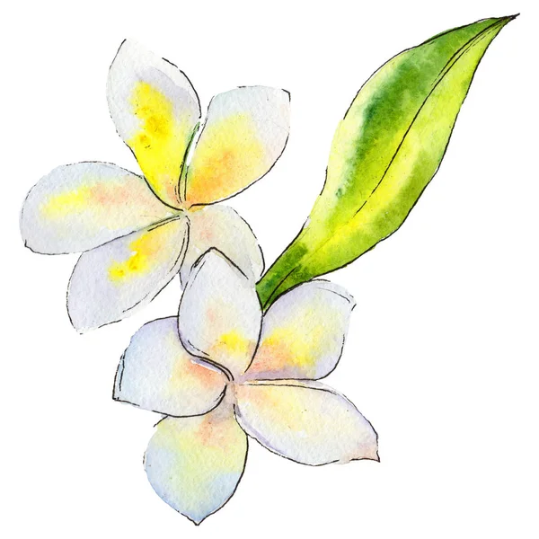 Wildflower gardenia flower in a watercolor style isolated.