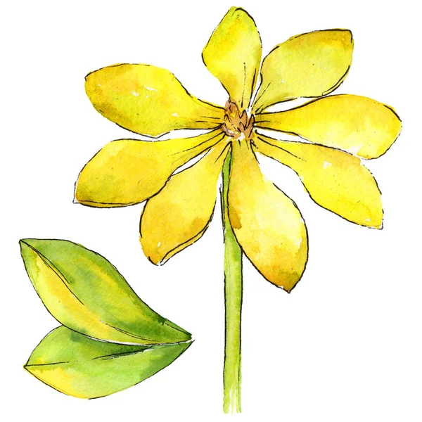 Wildflower gardenia flower in a watercolor style isolated.