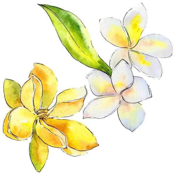 Wildflower gardenia květina ve stylu akvarelu, samostatný. — Stock fotografie