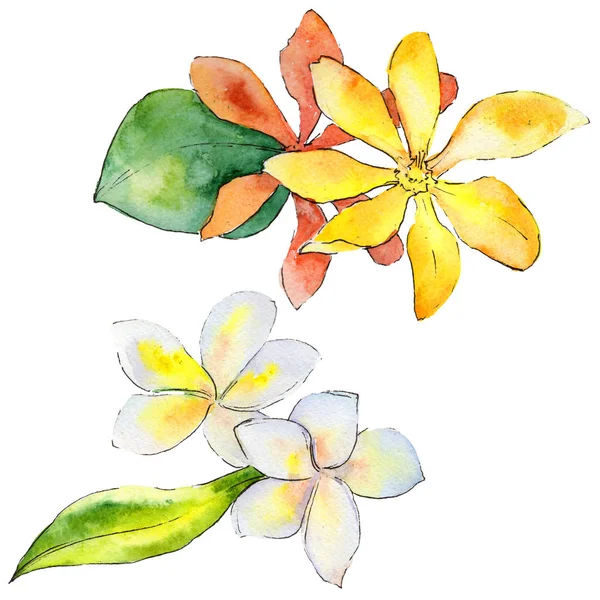 Wildflower gardenia flower in a watercolor style isolated.