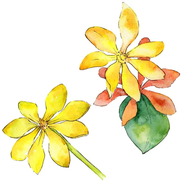 Kır çiçeği gardenya çiçek izole bir suluboya tarzında.