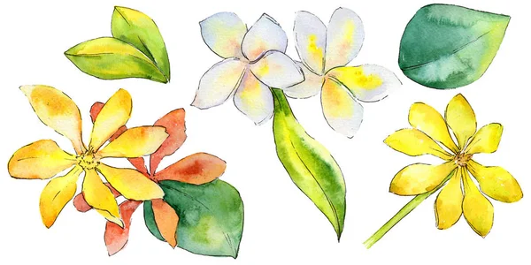 Wildflower gardenia flower in a watercolor style isolated.