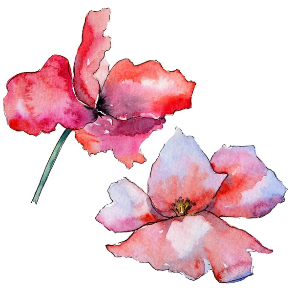 Wildflower poppy flower in a watercolor style isolated. — Stock Photo, Image