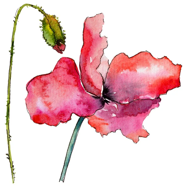 Kır çiçeği haşhaş çiçek izole bir suluboya tarzında.