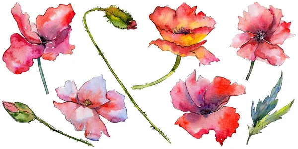 वाइल्डफ्लावर पोपी फूल एक वाटर कलर शैली में अलग . — स्टॉक फ़ोटो, इमेज
