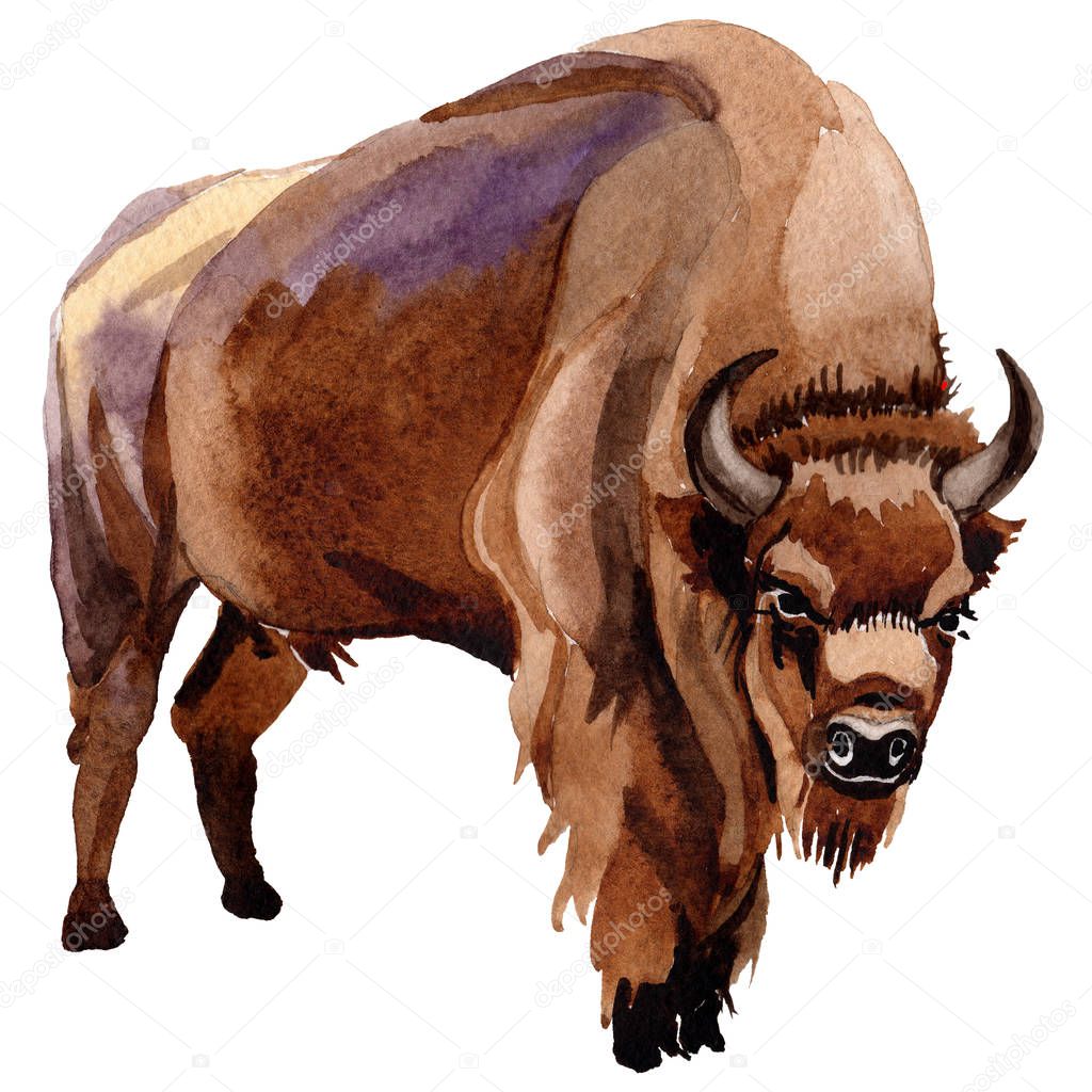 Exotic bison wild animal in a watercolor style isolated.