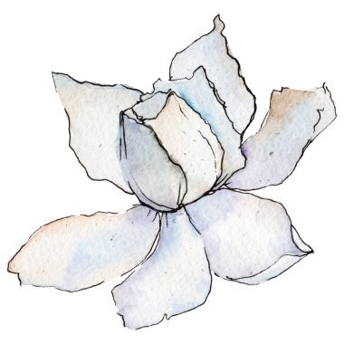 Kır çiçeği gerbera çiçek izole bir suluboya tarzında.