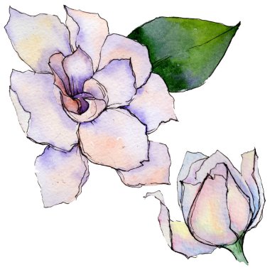 Kır çiçeği gerbera çiçek izole bir suluboya tarzında.