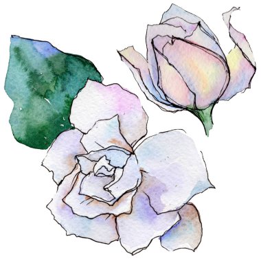 Kır çiçeği gerbera çiçek izole bir suluboya tarzında.