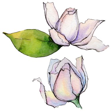 Kır çiçeği gerbera çiçek izole bir suluboya tarzında.