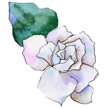 Kır çiçeği gerbera çiçek izole bir suluboya tarzında.