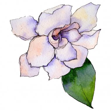 Kır çiçeği gerbera çiçek izole bir suluboya tarzında.