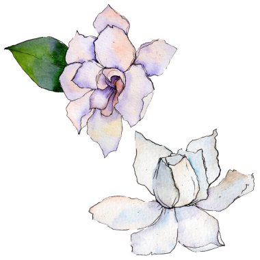 Kır çiçeği gerbera çiçek izole bir suluboya tarzında.