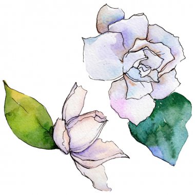 Kır çiçeği gerbera çiçek izole bir suluboya tarzında.