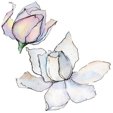 Kır çiçeği gerbera çiçek izole bir suluboya tarzında.