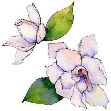 Kır çiçeği gerbera çiçek izole bir suluboya tarzında.