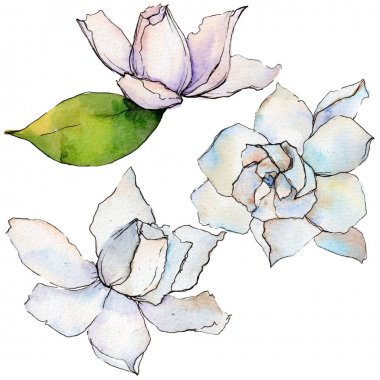 Kır çiçeği gerbera çiçek izole bir suluboya tarzında.