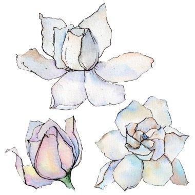 Kır çiçeği gerbera çiçek izole bir suluboya tarzında.