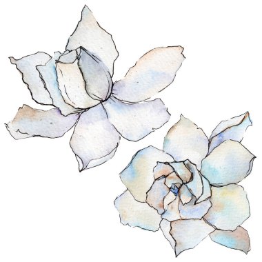 Kır çiçeği gerbera çiçek izole bir suluboya tarzında.