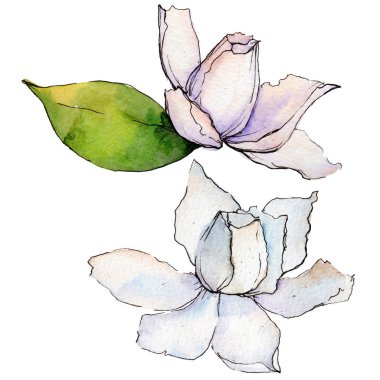 Kır çiçeği gerbera çiçek izole bir suluboya tarzında.