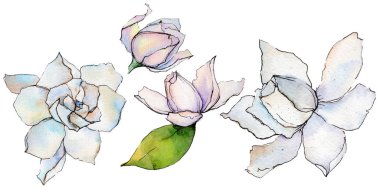 Kır çiçeği gerbera çiçek izole bir suluboya tarzında.