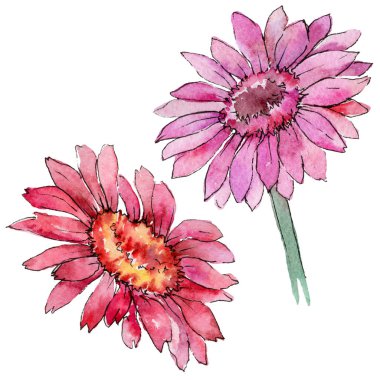 Kır çiçeği gerbera çiçek izole bir suluboya tarzında.