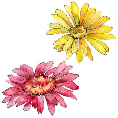 Kır çiçeği gerbera çiçek izole bir suluboya tarzında.