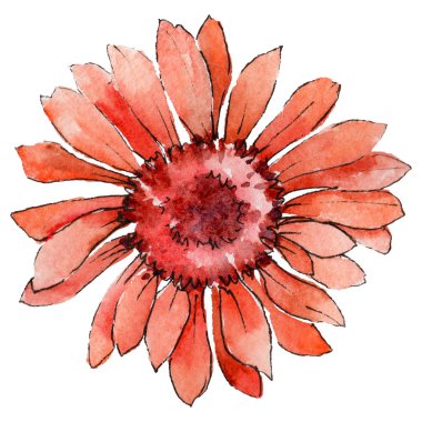Kır çiçeği gerbera çiçek izole bir suluboya tarzında.