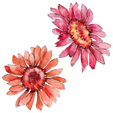 Kır çiçeği gerbera çiçek izole bir suluboya tarzında.