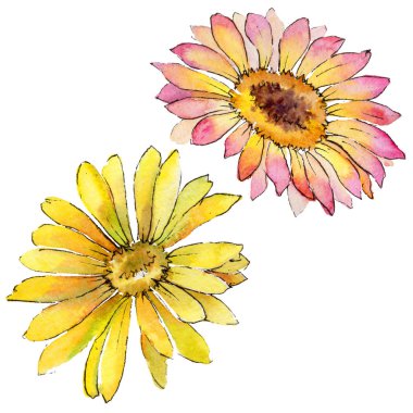 Kır çiçeği gerbera çiçek izole bir suluboya tarzında.